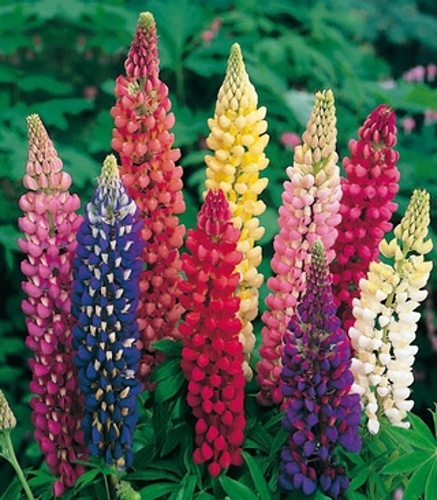 LUPINUS MIX - 25 ks